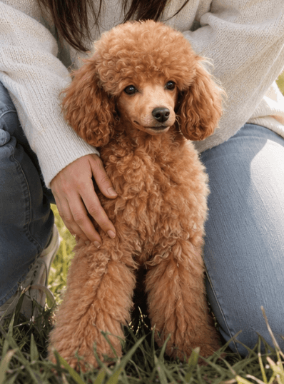 Nom du chien
